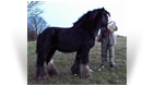 The Lob Eared Horse